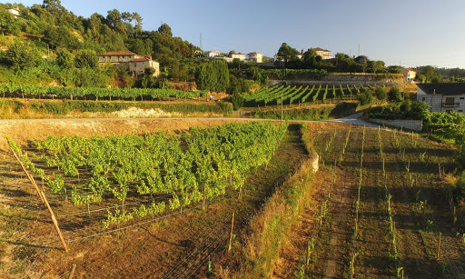 banco Chapeleiro Vinho Verde